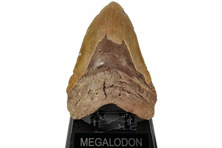 Huge, Fossil Megalodon Tooth - Foot Shark #199689